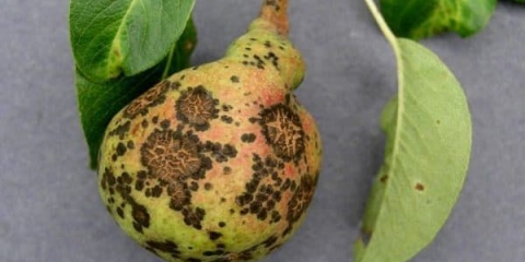 Krasta na kruški - kako se boriti ljeti, kako liječiti i kako se riješiti